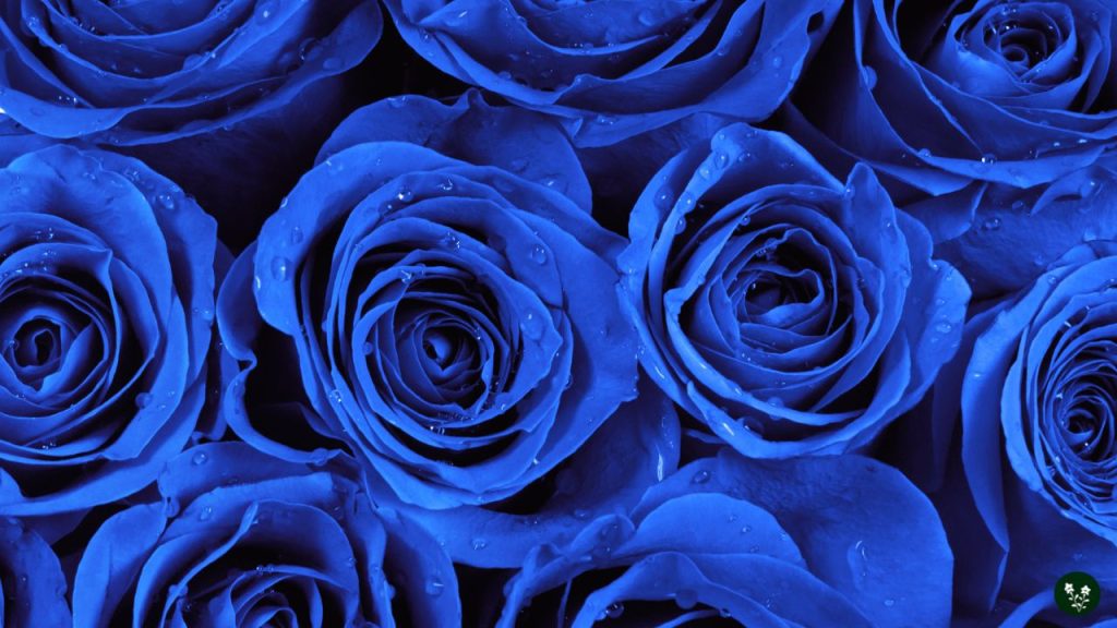 Blue Rose Meaning - Mystery, Intrigue