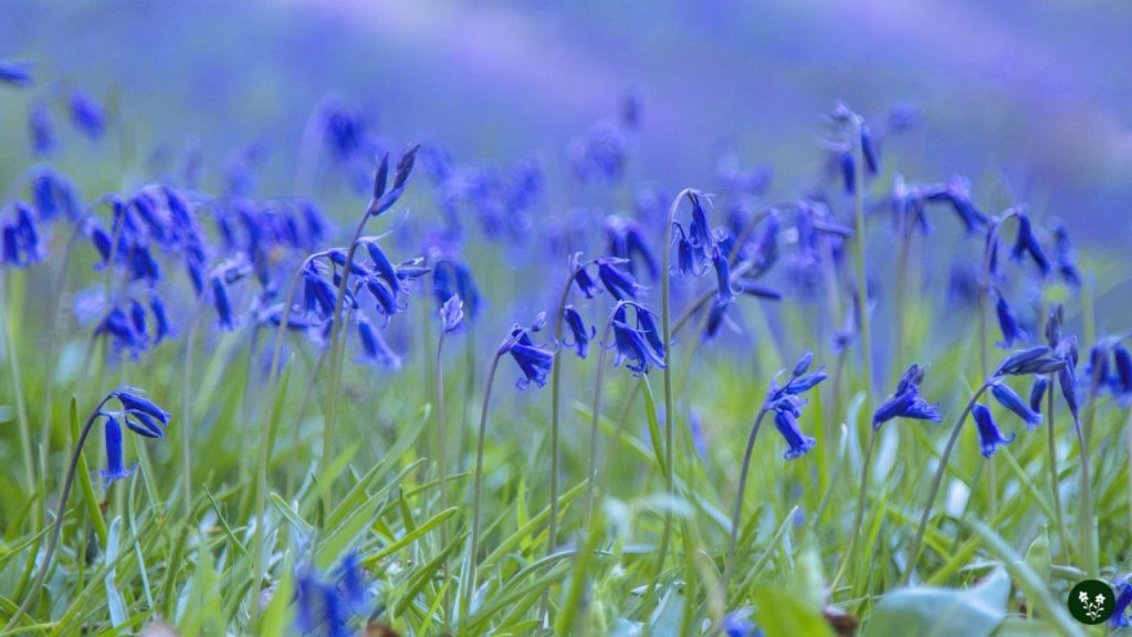 Bluebell mountain flowers