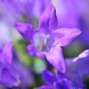 Campanula Symbolism: Understanding Bell Flower Meaning