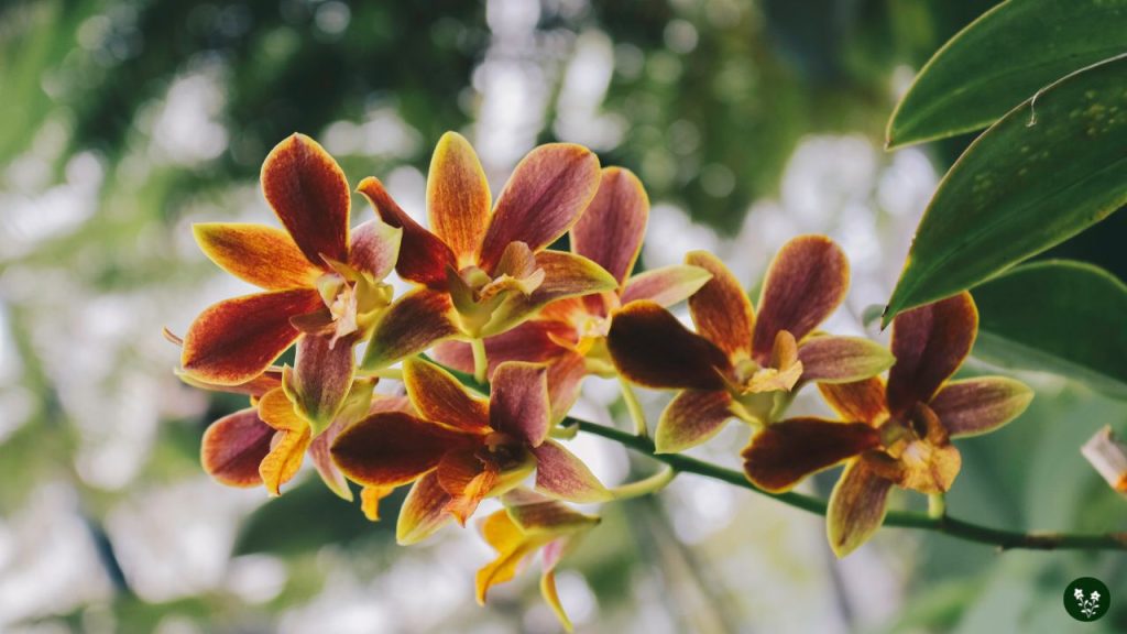 Catasetum (Helmet Orchid)