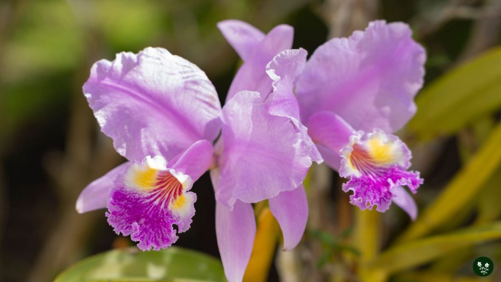 Cattleya (Corsage Orchid)