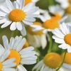 Chamomile Flower Meaning: Symbolism and Benefits