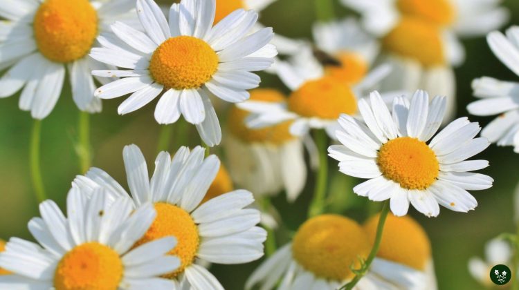Chamomile Flower Meaning: Symbolism and Benefits