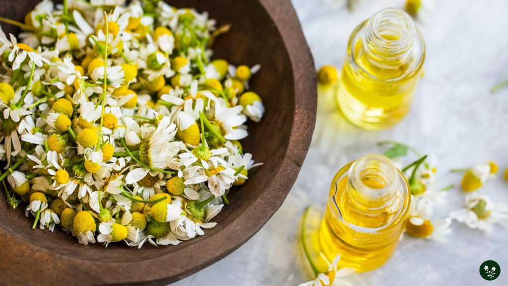 Chamomile Flower Uses and Benefits