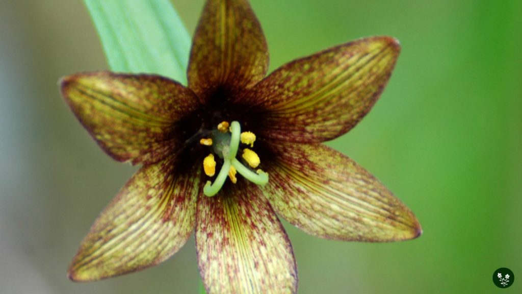 Chocolate Lily (Fritillaria camschatcensis)