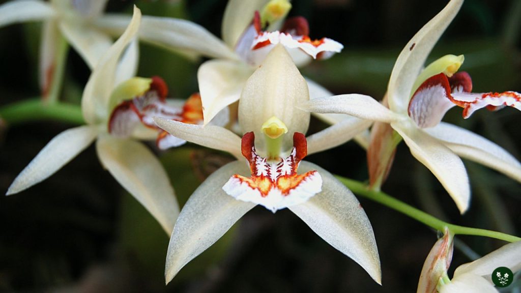 Coelogyne (Necklace Orchid)