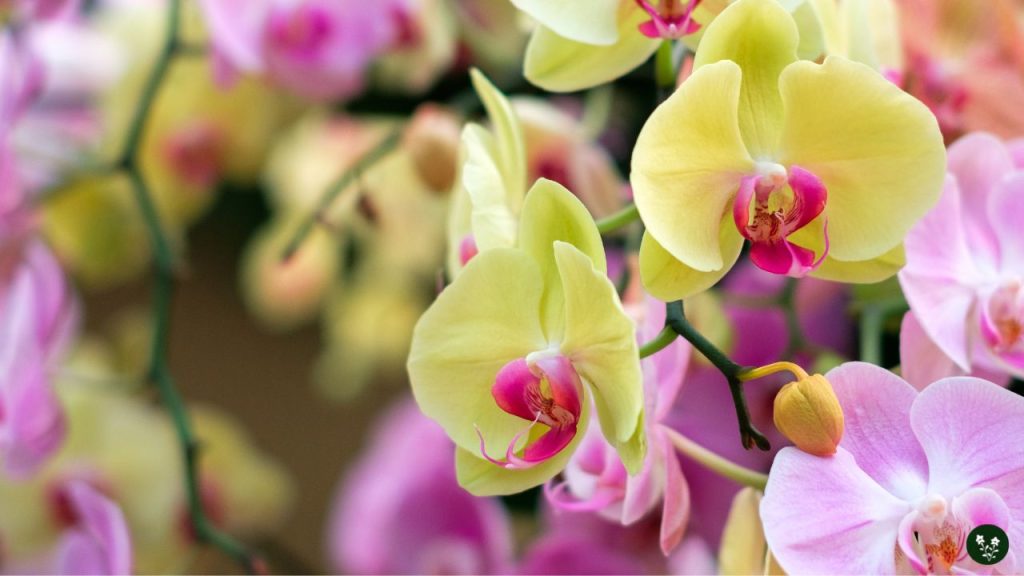 Colors of Orchids and Their Meanings
