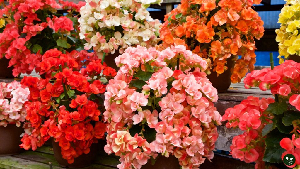 Common Colors of Begonia and Their Meaning