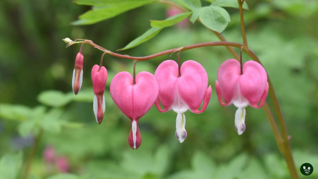 Common Colors of Bleeding Heart and Their Meaning