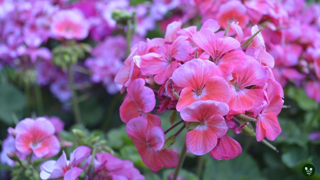 Common Colors of Geranium Flower and Their Meaning