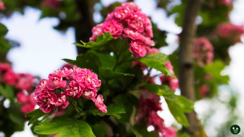 Common Hawthorn Flower Colors and Their Meaning