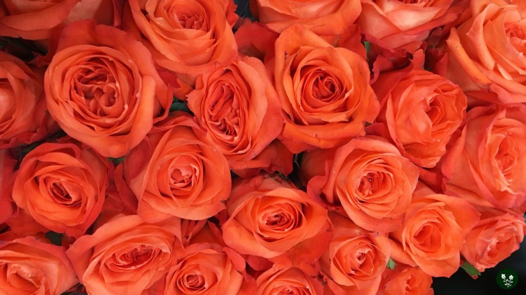 Coral Rose Meaning - Desire, Passion