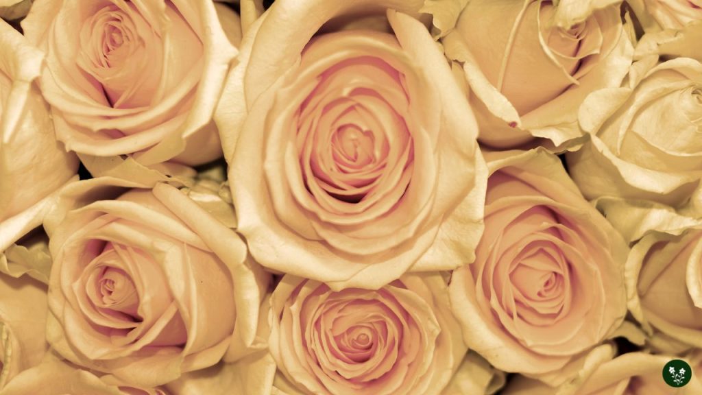 Cream Rose Meaning - Charm, Thoughtfulness