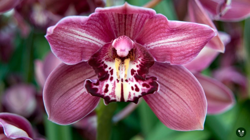 Cymbidium (Boat Orchid)
