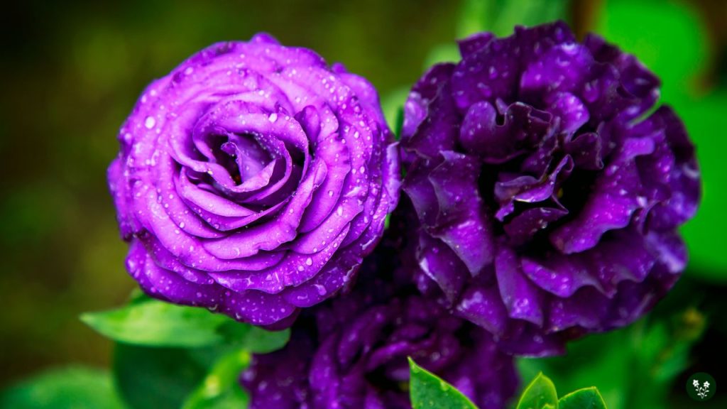 Dark Purple Rose Meaning - Lasting Love, Elegance