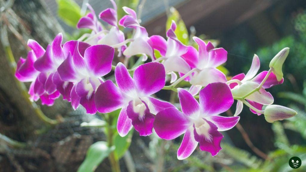 Dendrobium (Spray Orchid)