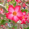 Desert Rose Flower Meaning: Symbolism, Colors, Spiritual