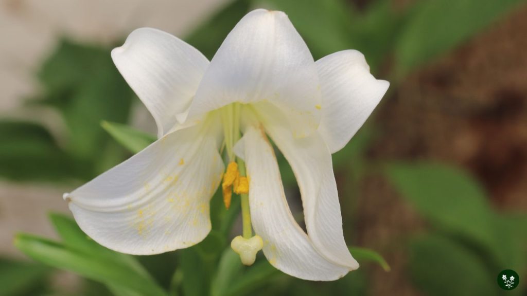 Easter Lily (Lilium longiflorum)