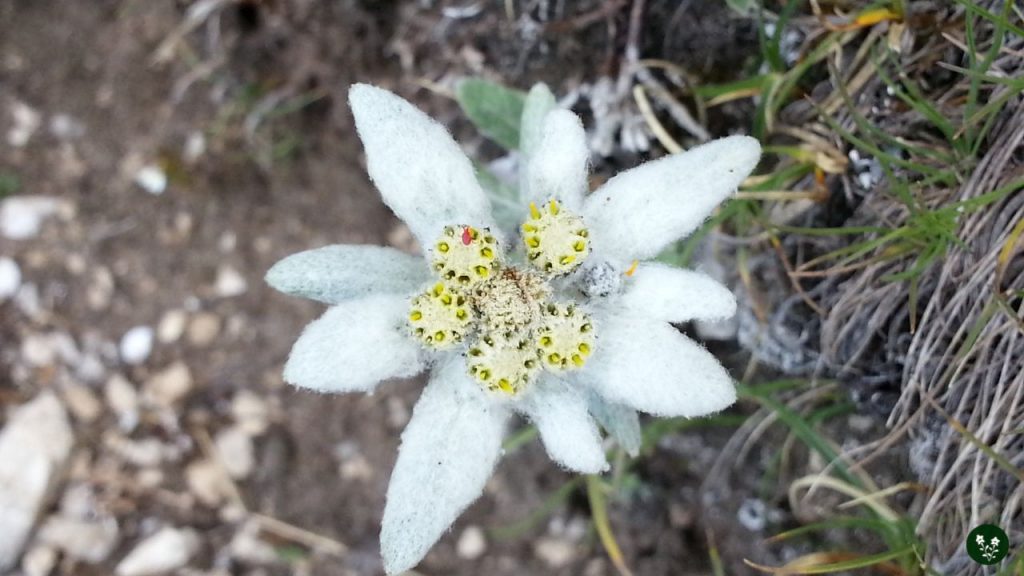 Edelweiss mountain flowers