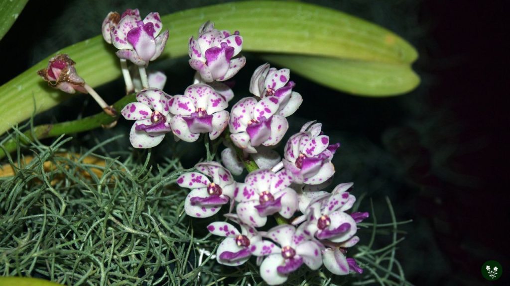 Eria (Foxtail Orchid)