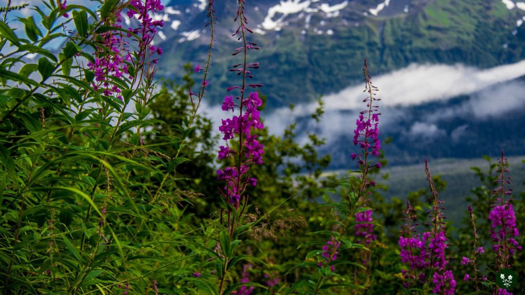 Fireweed mountain flowers