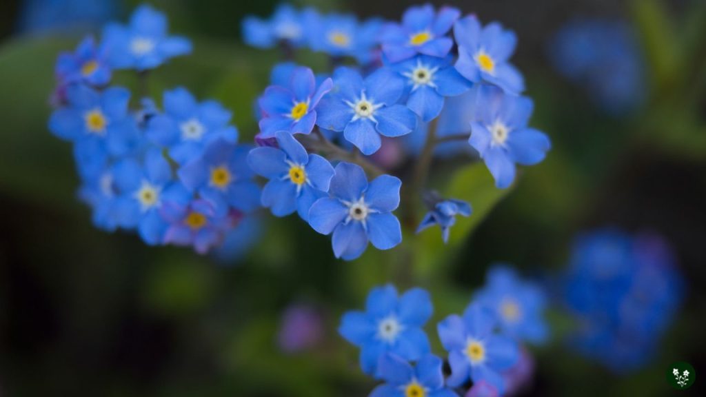 Forget Me Not Flower Colors and Their Meanings
