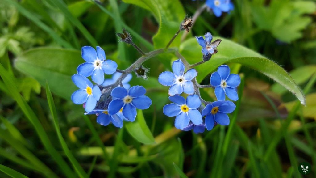 Forget-Me-Not Flowers: Symbolism and Significance