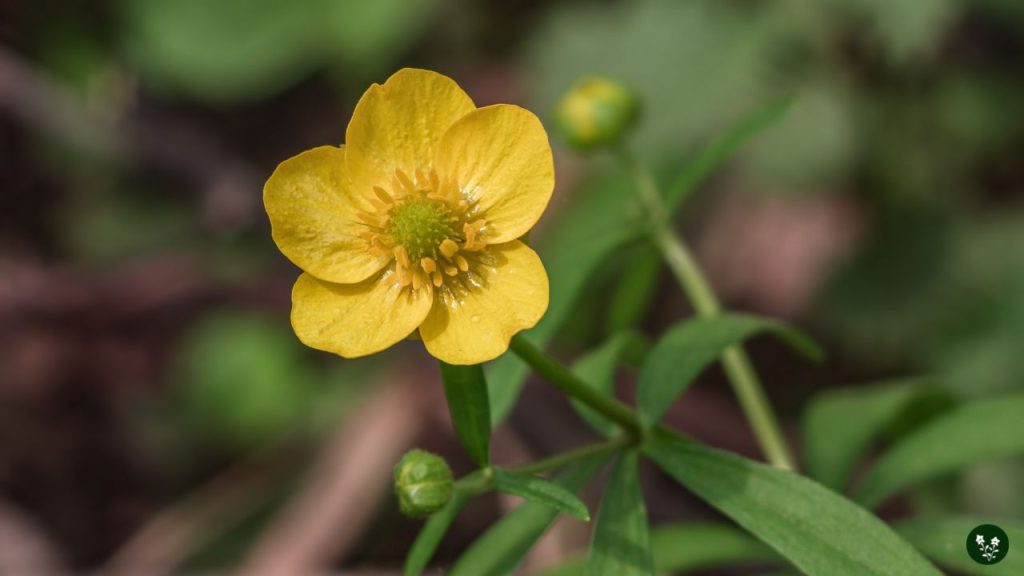 Fun Facts About Buttercup Flowers
