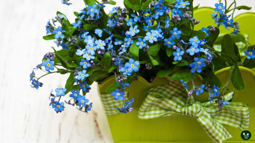 Fun Facts About Forget-Me-Not Flowers