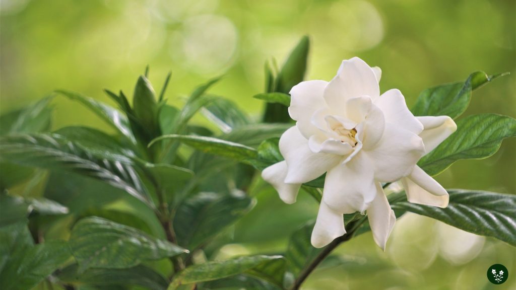 Fun Facts About Gardenia Flower
