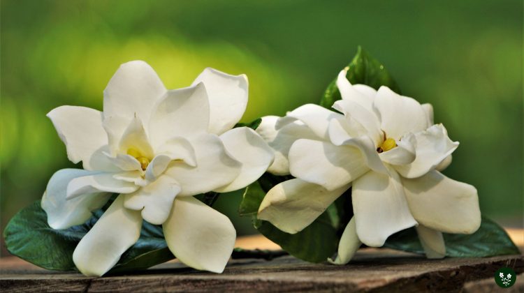 Gardenia Flower Meaning: Symbolism & Spiritual Significance