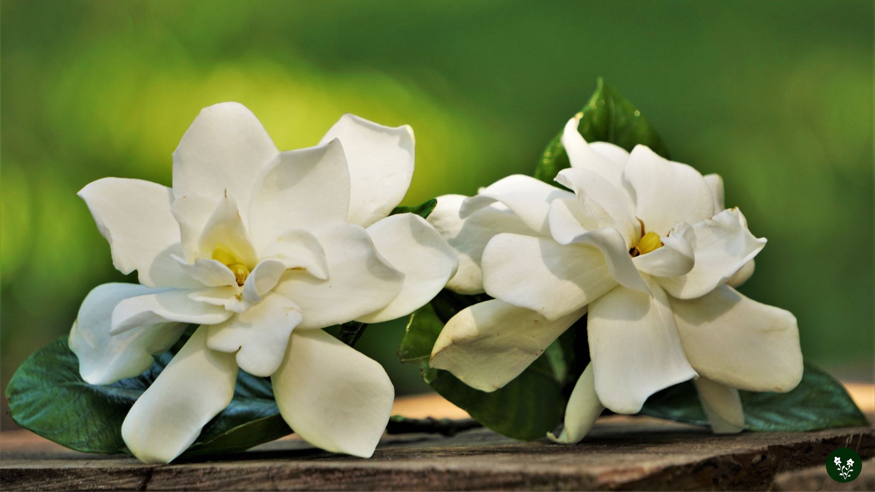 Gardenia Flower Meaning: Symbolism & Spiritual Significance - MORFLORA