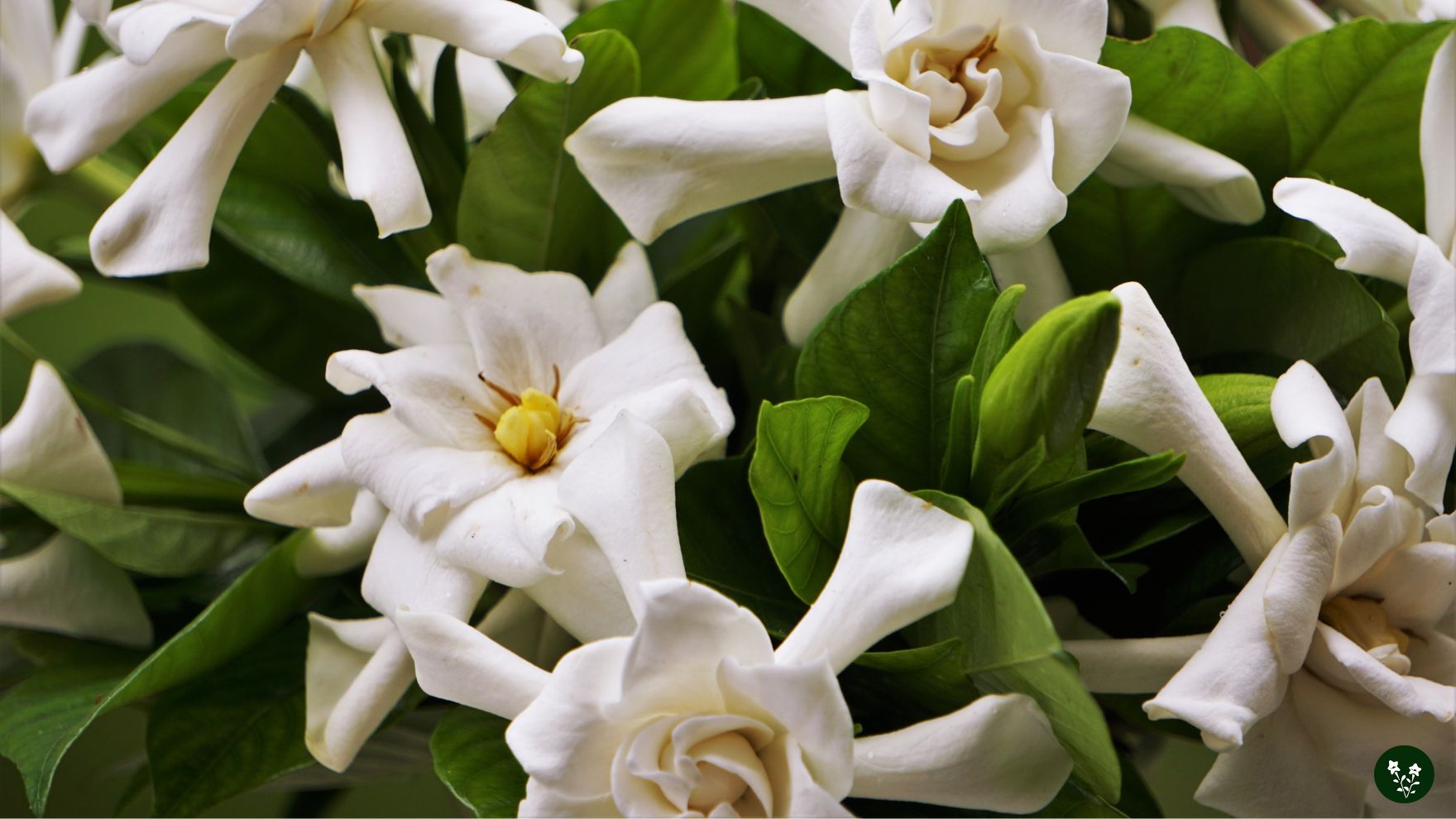 Gardenia Flower Meaning: Symbolism & Spiritual Significance - MORFLORA