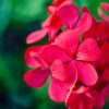 Geranium Flower Meaning: Colors, Symbolism & Spiritual