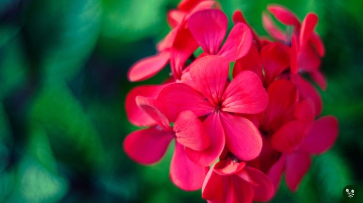 Geranium Flower Meaning: Colors, Symbolism & Spiritual