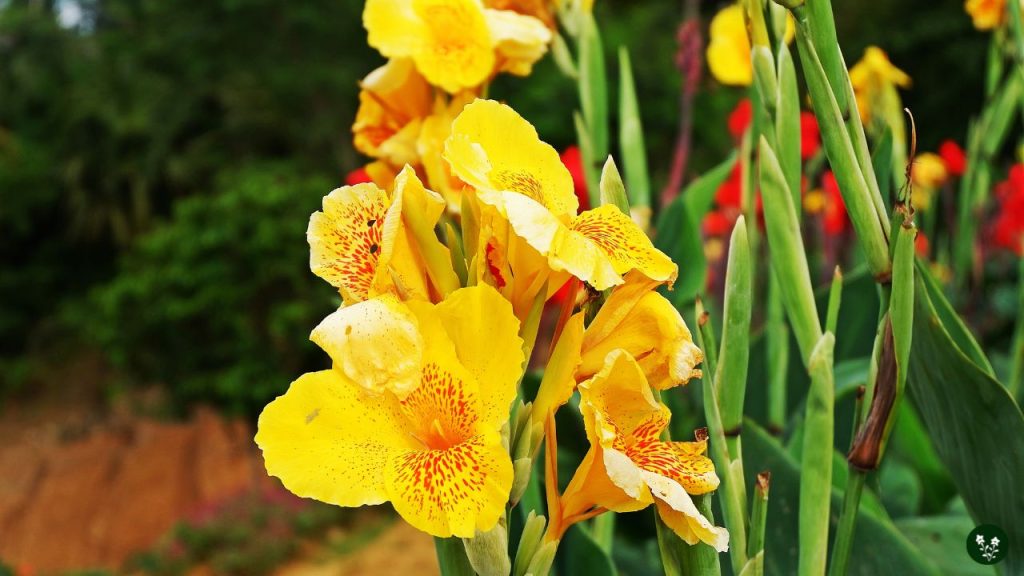 Gifting Iris Flowers