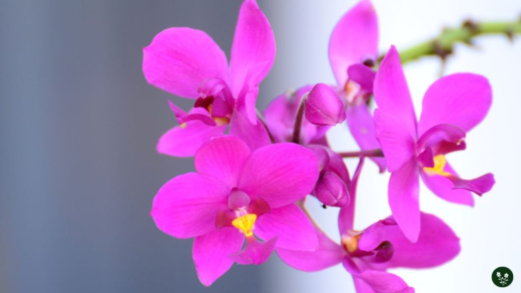Gifting Orchids: Tips and Etiquette
