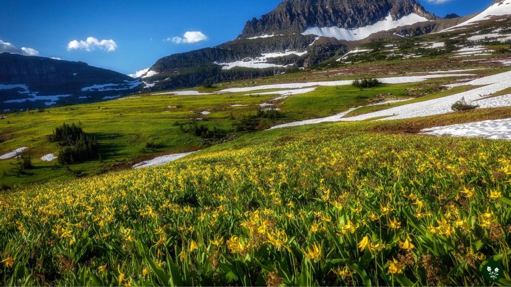 Glacier Lily mountain flowers