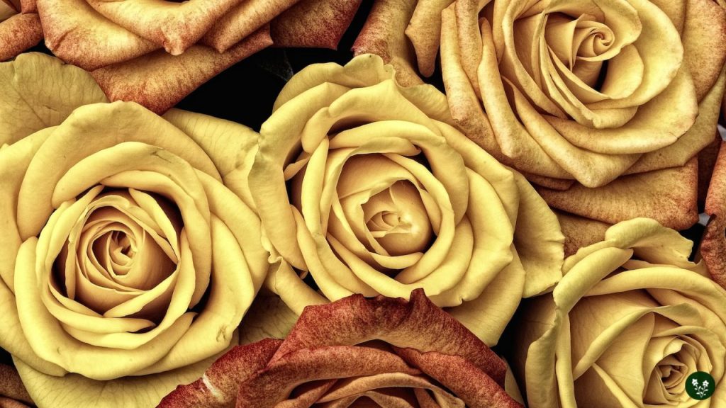 Gold Rose Meaning - Prosperity, Achievement