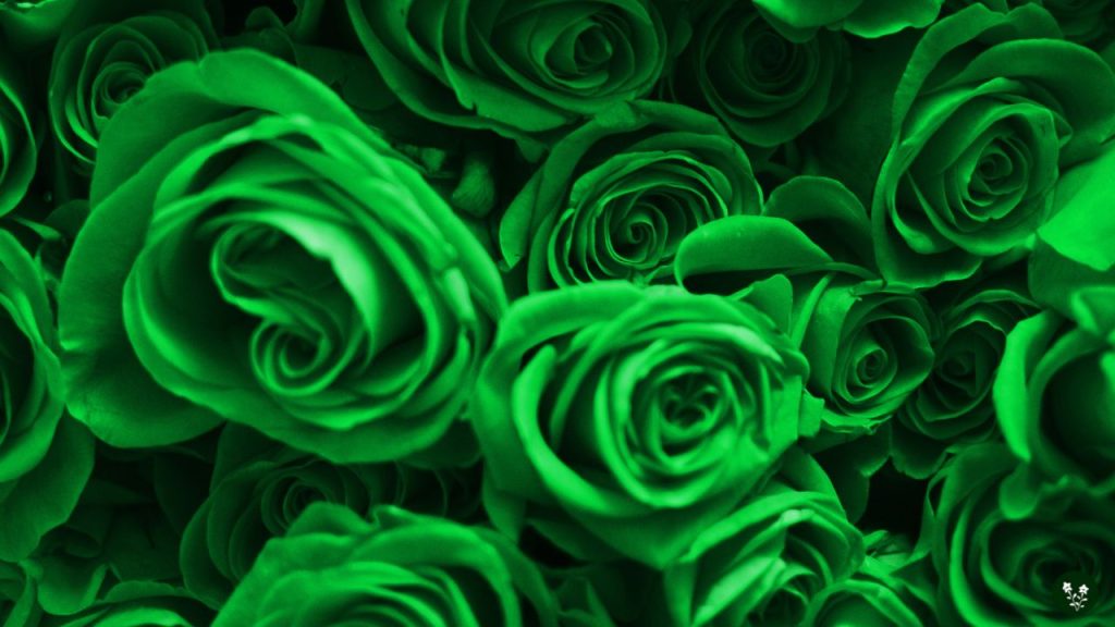 Green Rose Meaning - Harmony, Fertility