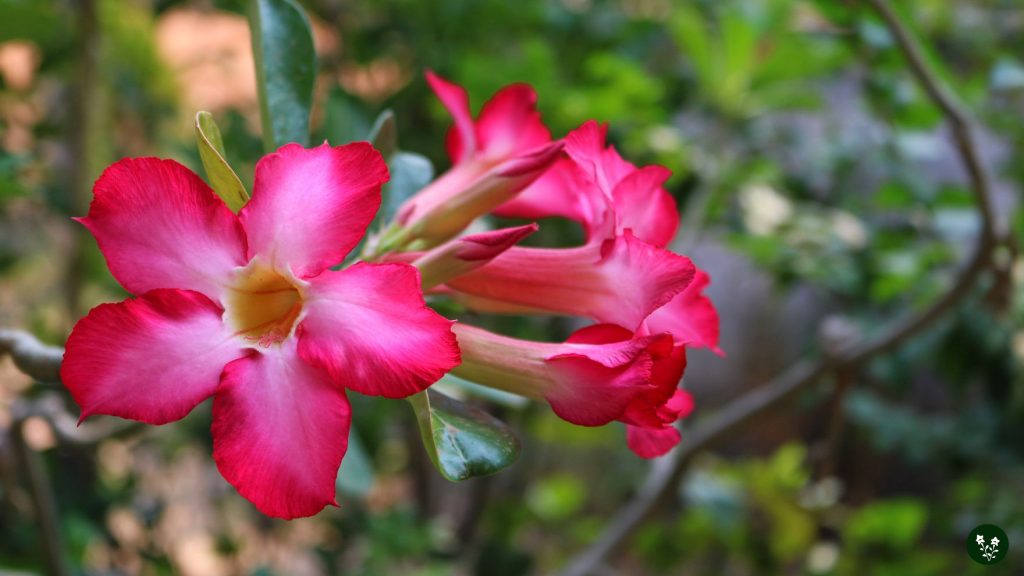 Growing and Caring for Desert Rose Flower