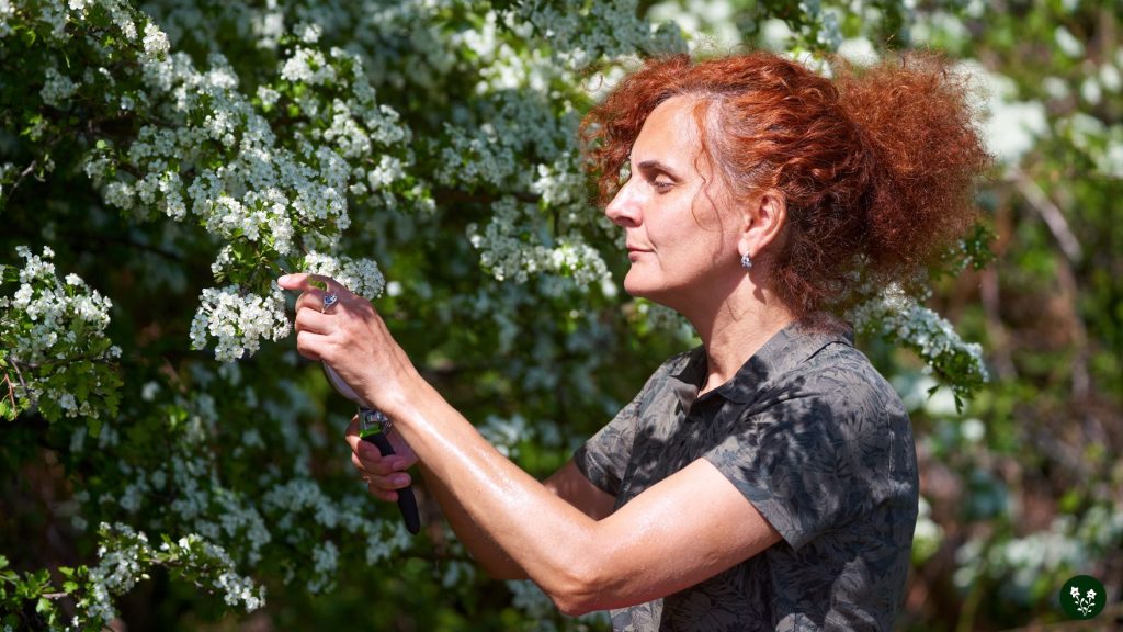Hawthorn Flower Benefits & Medicinal Uses