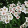 Hawthorn Flower Meaning: Colors, Symbolism & Secrets