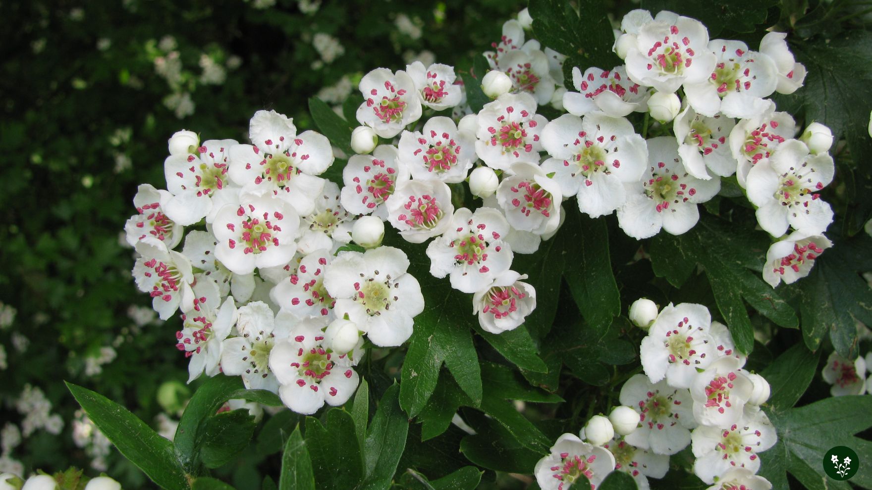 Hawthorn Flower Meaning Colors