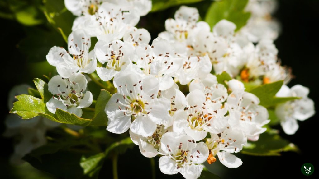 Hawthorn Flower Origins and Characteristics