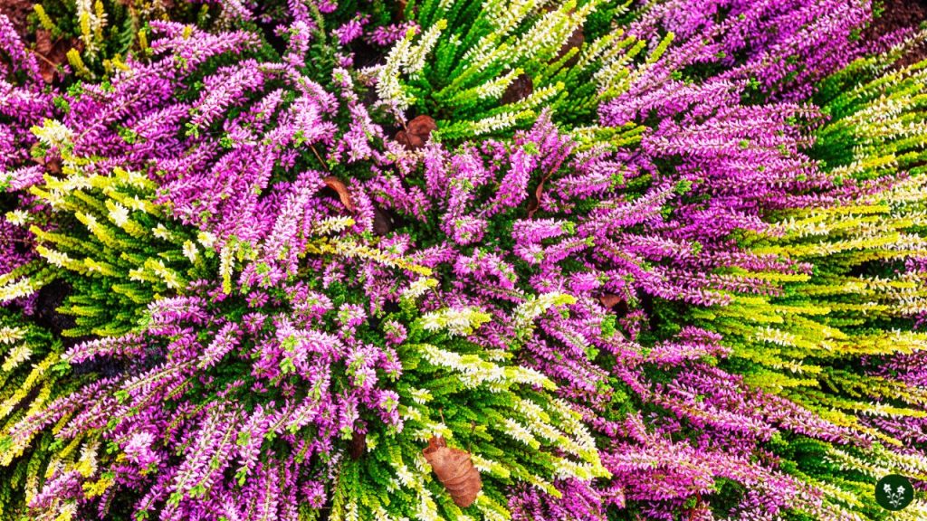 Heather Flower Colors and Meanings