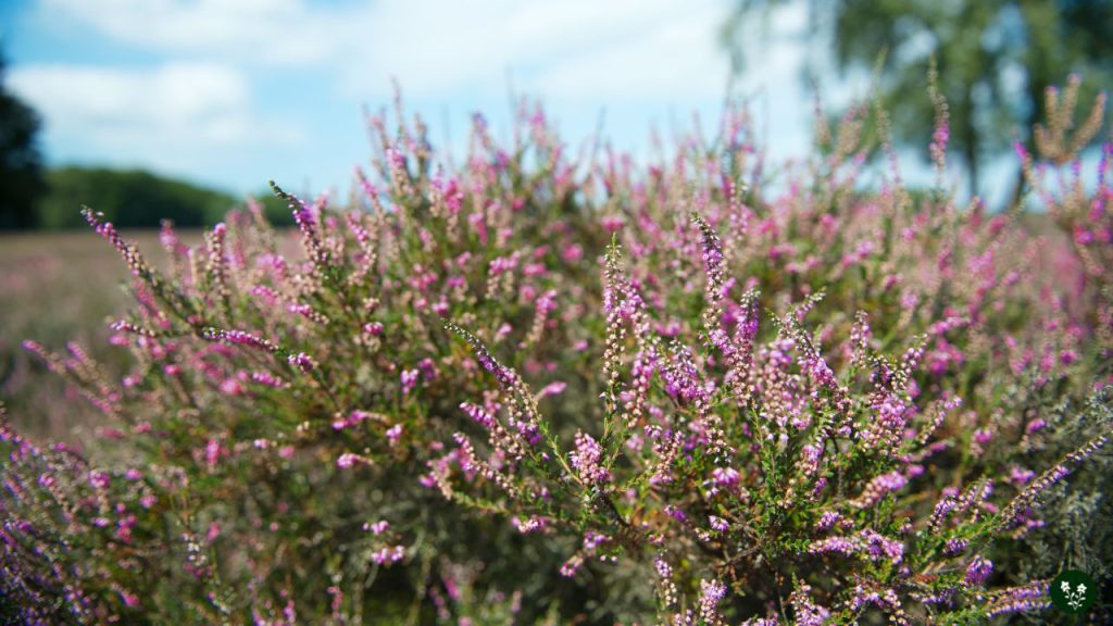 Heather Flower Cultural Significance