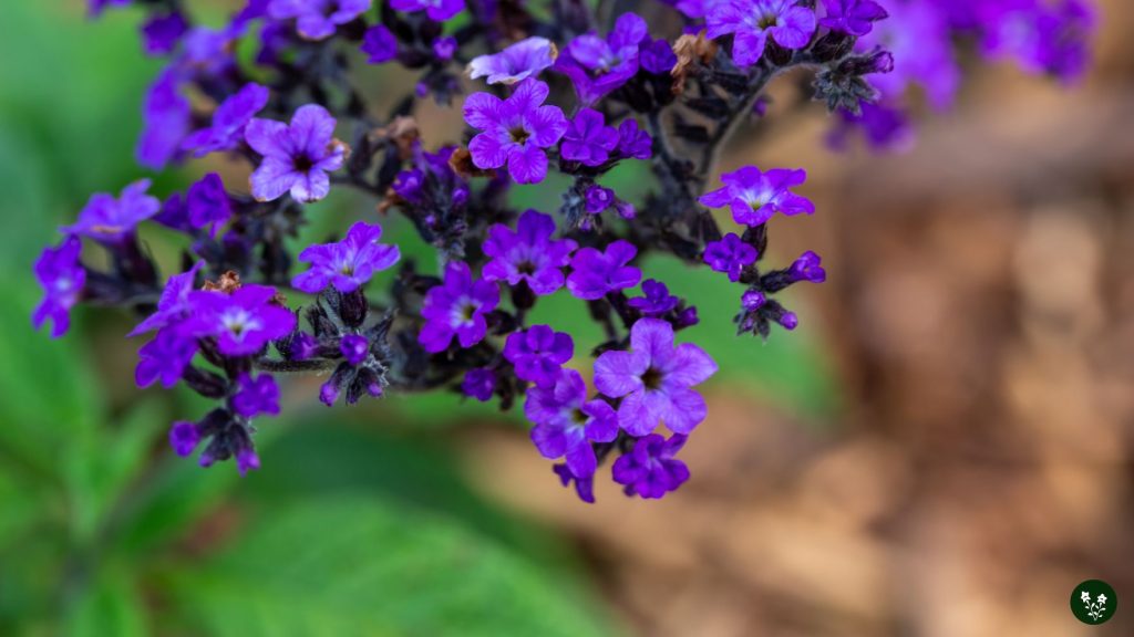 Heliotrope Flower Colors And Meanings