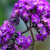 Heliotrope Flower Meaning: Colors, Symbolism & Allure