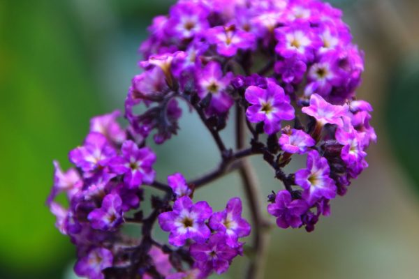 Heliotrope Flower Meaning: Colors, Symbolism & Allure